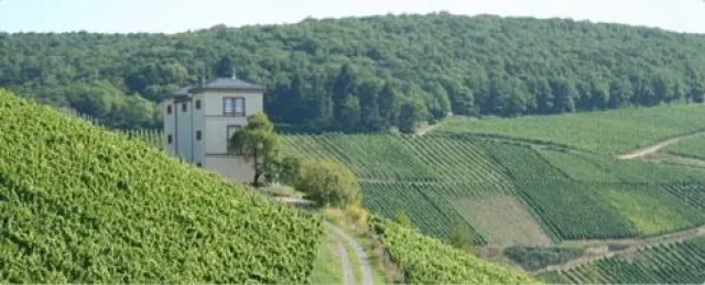 Bild: BELVINI.DE ergänzt Sortiment um Weine von Diefenhardt