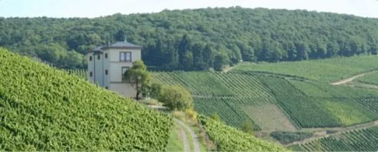 Bild: BELVINI.DE ergänzt Sortiment um Weine von Diefenhardt