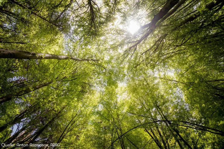 Wenn der Wald ruft Bild: Wenn der Wald ruft