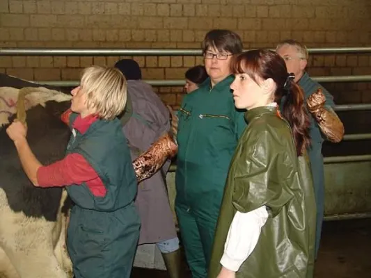 Bild: Wie bekommt die Kuh jedes Jahr ein Kalb?