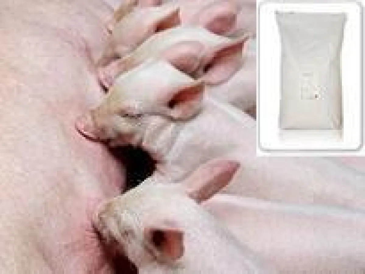 I-Ferkel Milk, die neue Ferkelmilch von Invaso Tiernahrung