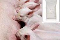 Bild: Invaso Tiernahrung erweitert sein Produktsortiment