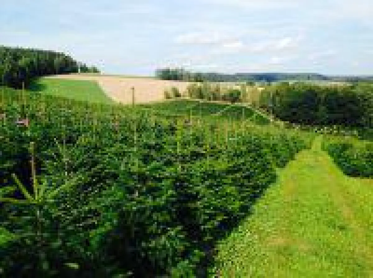 Weihnachtsbaum Plantagen Bild, Bildrecht: Weihnachtsbaumzentrale, Herr Niesner