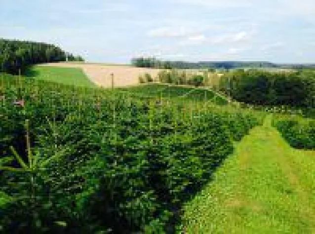 Bild: Weihnachtsbaum Zentrale