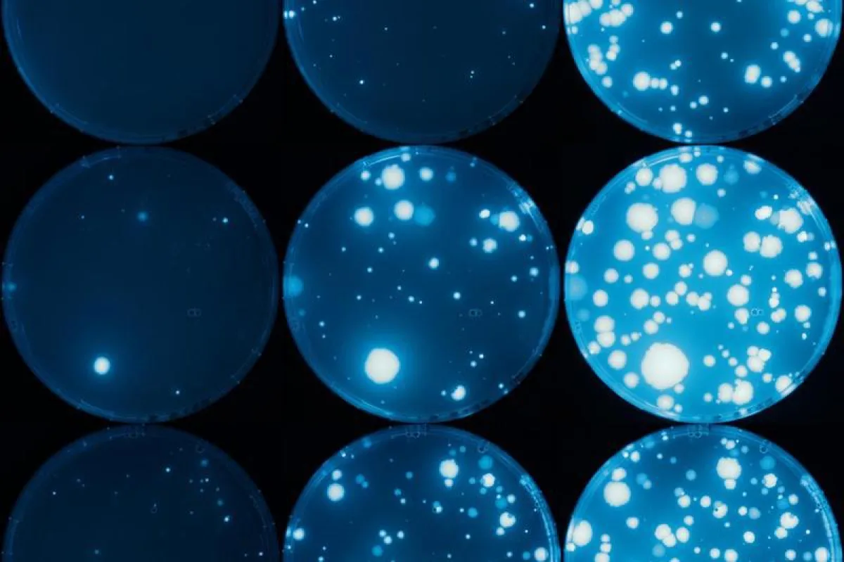 Bacterial colonies with a fluorescent reporter protein appearing on tetracycline plates over three days (left to right).  (Magdalena Steinrück)