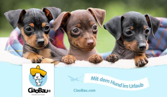 Bild: CiaoBau – Das charmante Reiseportal für den Urlaub mit Hund ist da