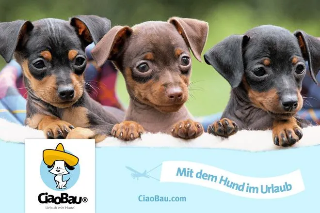 Bild: CiaoBau – Das charmante Reiseportal für den Urlaub mit Hund ist da