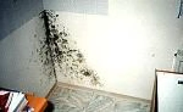 Krankmachender Wohnraumschimmel zeigt erhöhte Heizkosten an Bild: Krankmachender Wohnraumschimmel zeigt erhöhte Heizkosten an