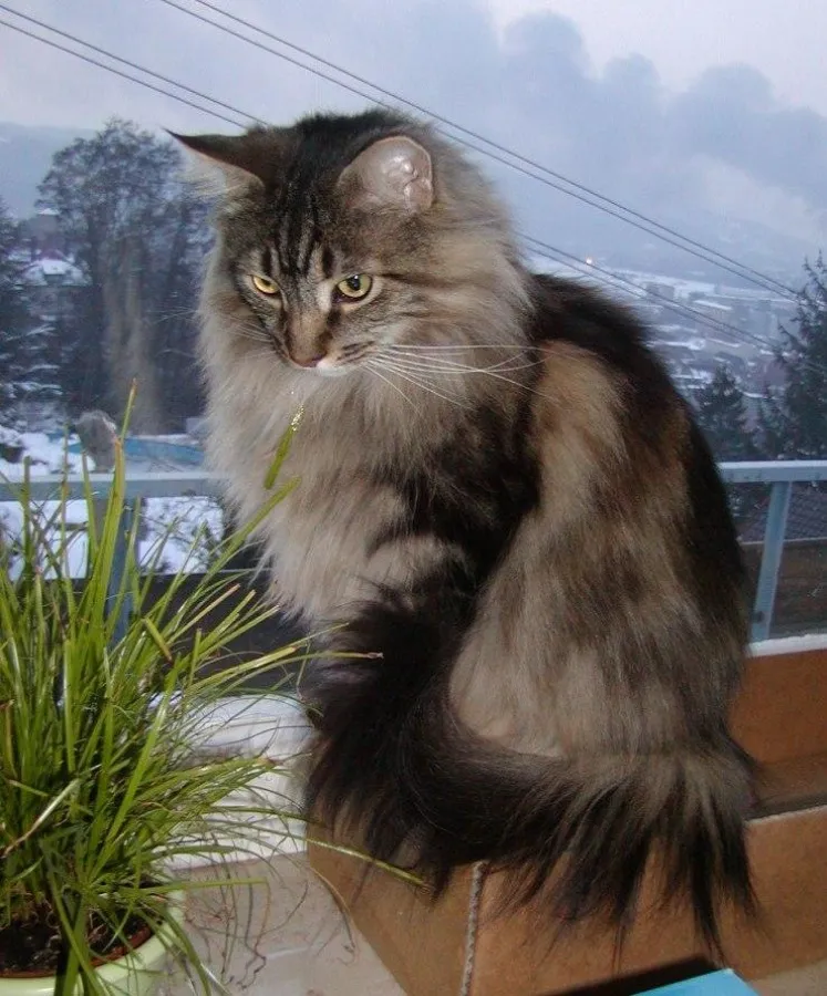 Meine Menschen sind im Urlaub ... und ich genieße es, zuhause zu sein.