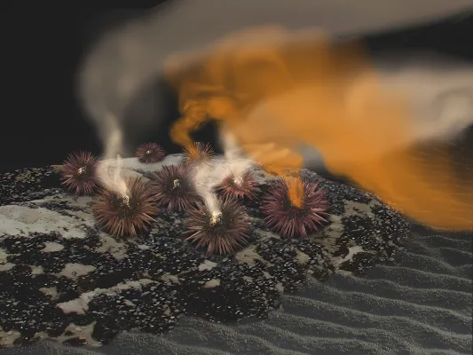 Bild: Was Seeigel- und Lachsspermien zum Schwimmen bringt