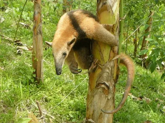 Bild: Tag der Biodiversität - ForestFinance fordert verantwortlichen Umgang mit der Natur in der Forstwirtschaft