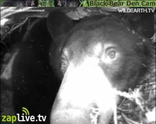Bild: Live-TV aus der Bärenhöhle: Geburt einer wilden Schwarzbärin live auf zaplive.tv
