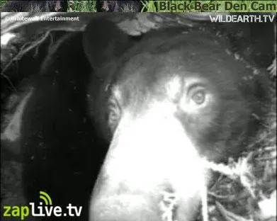 Bild: Live-TV aus der Bärenhöhle: Geburt einer wilden Schwarzbärin live auf zaplive.tv