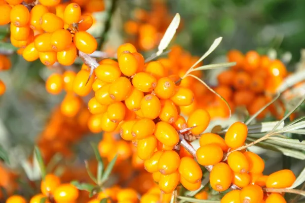 Bild: Gesund sonnenbaden mit Sanddornöl