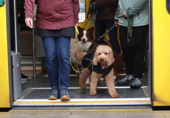 Bild: Hundeführerschein Baden-Württemberg kommt – aber anders als geplant.