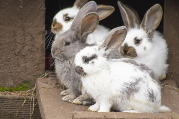 Bild: Ostereiersuche im Wildpark Müden