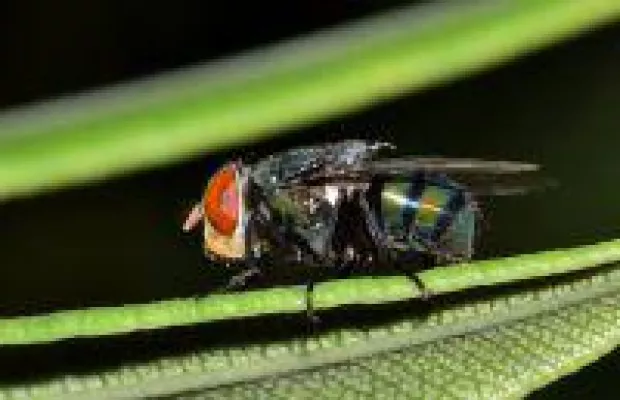 Bild: Warum Fliegengitter Sinn machen