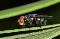 Warum Fliegengitter Sinn machen Bild: Warum Fliegengitter Sinn machen