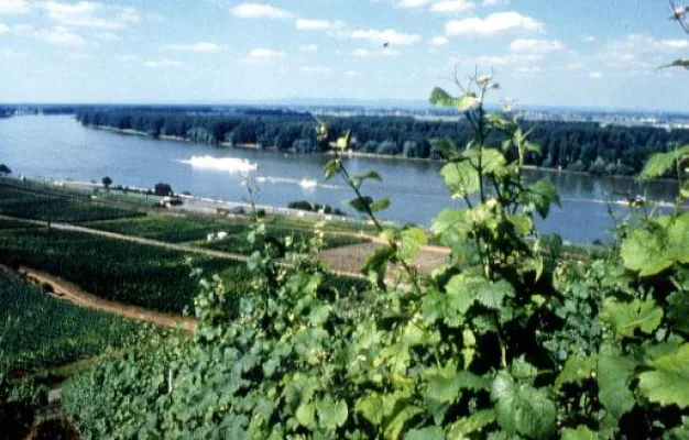 Bild: Rheinhessen Connection auch 2009 mit der aktuellen Weinkollektion in München zu Gast