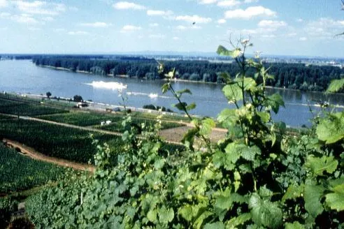 Bild: Rheinhessen Connection auch 2009 mit der aktuellen Weinkollektion in München zu Gast