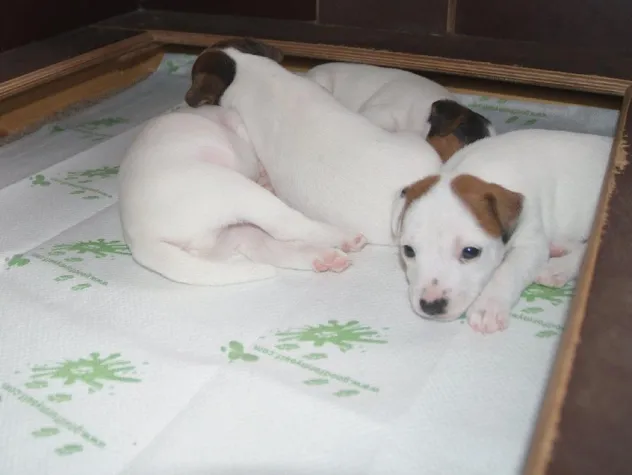 Bild: Die erste knisterfreie Welpenunterlage