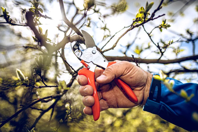Bild: Gartenscheren für präzise Schnitte auch bei weichem Schnittgut: GardenPRO Amboss-Scheren von Original LÖWE