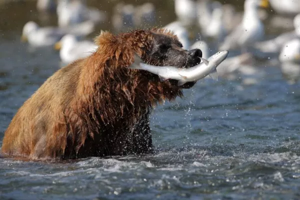 Bild: Alaska Seafood-Aktionswoche bei L & D: Wild – natürlich – nachhaltig