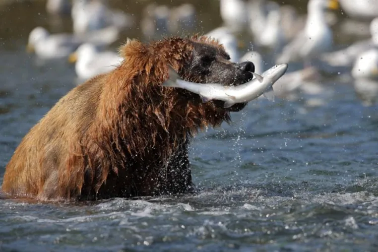 Bild: Alaska Seafood-Aktionswoche bei L & D: Wild – natürlich – nachhaltig