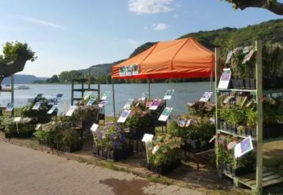 Bild: Kletterpflanzen erfreuen Messebesucher: Baumschule Wedrowksi auf der 'Lebensart' und 'Bauen und Wohnen'
