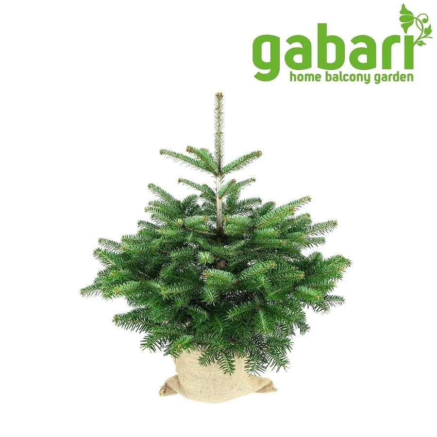 Bio-Weihnachtsbaum im Topf von gabari