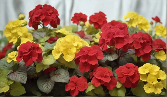 Bild: Schafwollpellets - Der natürliche Boost für prächtige Zierpflanzen