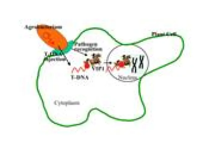 Bild: Bakterien nutzen pflanzliche Abwehr zur genetischen Modifikation