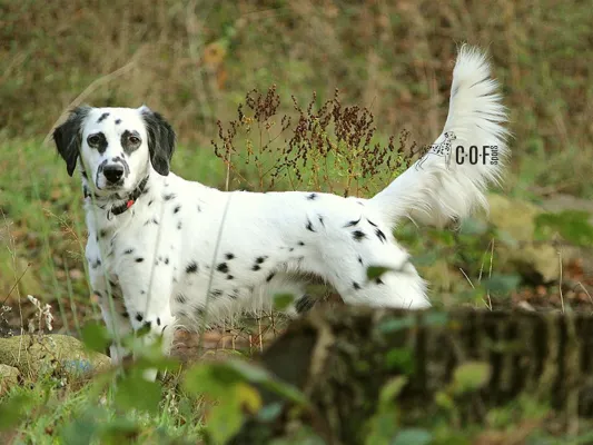 Bild: Langhaar-Dalmatiner: Der Hund mit Charakter, Geschichte und Zukunft 