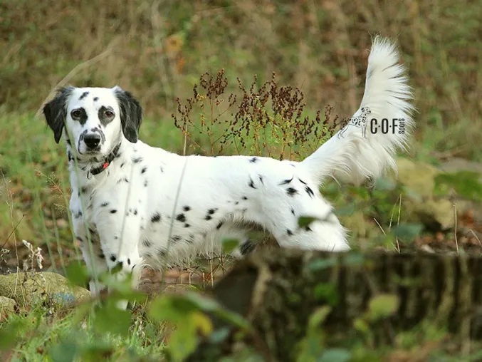 Langhaar-Dalmatiner: Der Hund mit Charakter, Geschichte und Zukunft Bild: Langhaar-Dalmatiner: Der Hund mit Charakter, Geschichte und Zukunft