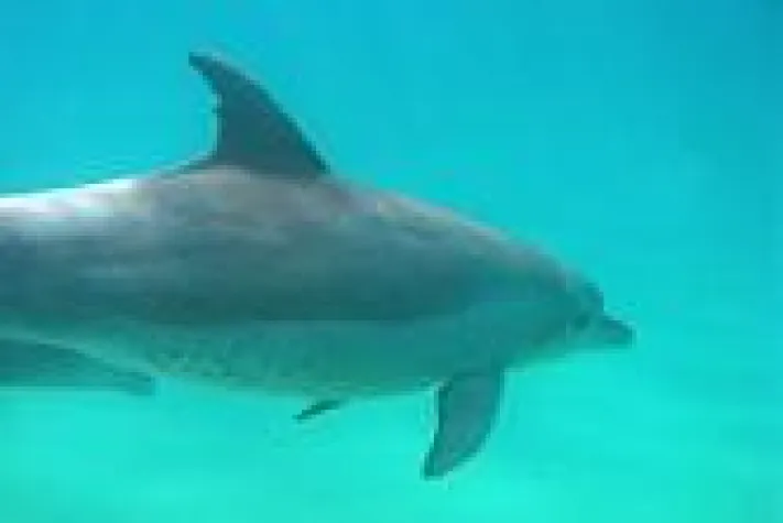 Bild: Die vergessenen Delfine Afrikas - Deutsche Delfinschützer helfen in Mosambik