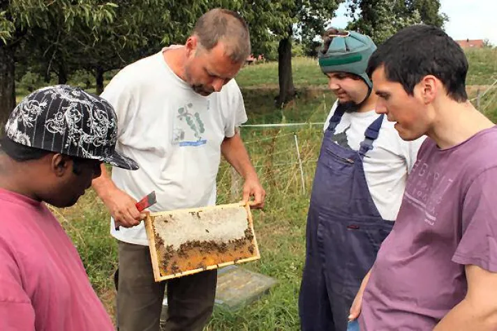 Bild: Emsige Bienen bieten besondere Beschäftigung