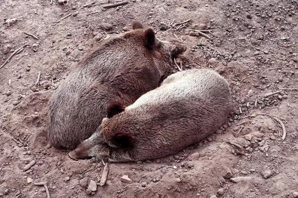 Bild: Maßnahmen gegen Afrikanische Schweinepest