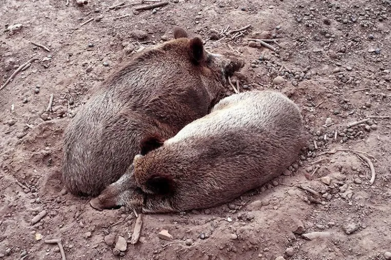 Maßnahmen gegen Afrikanische Schweinepest Bild: Maßnahmen gegen Afrikanische Schweinepest