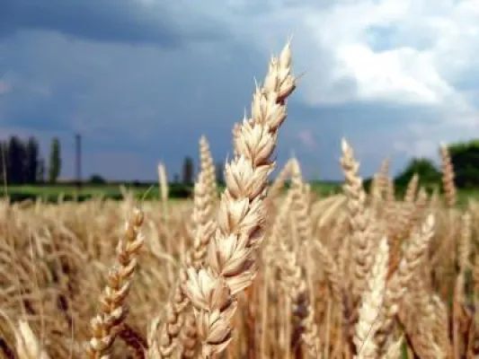 Bild: Futures – Weizen, Mais und Soja bieten viel Potential