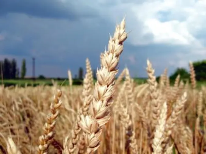 Bild: Futures – Weizen, Mais und Soja bieten viel Potential