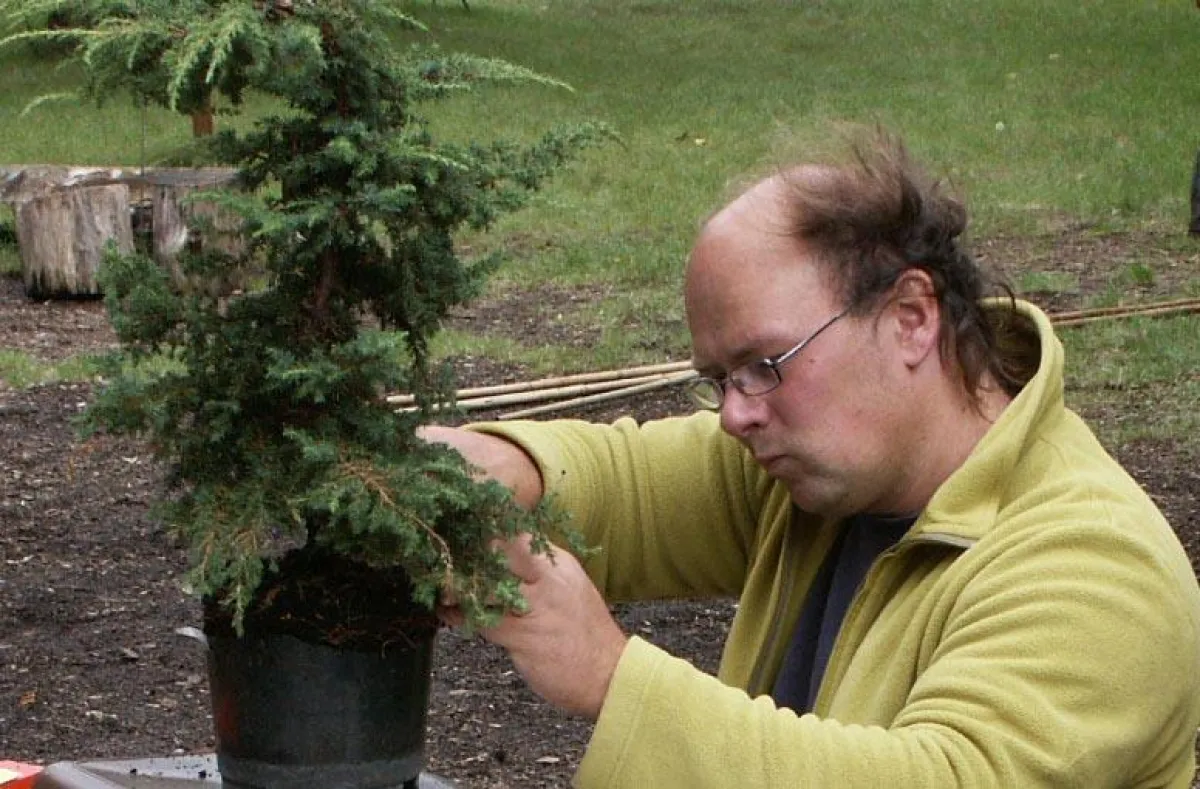 Alexander Leuze beim Bonsaischnitt