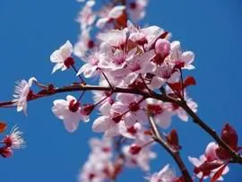 Bild: Der Frühling schmeckt nach „Sakura“- Restaurant EMIKO bietet eine Woche lang Kirschblütengerichte