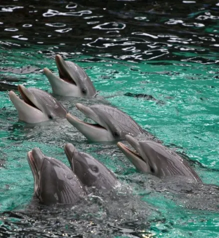 Bild: Rücktritt des Nürnberger Zoodirektors gefordert