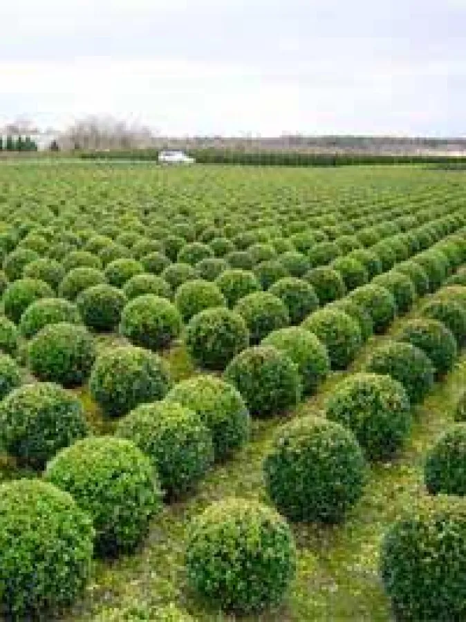Buxus