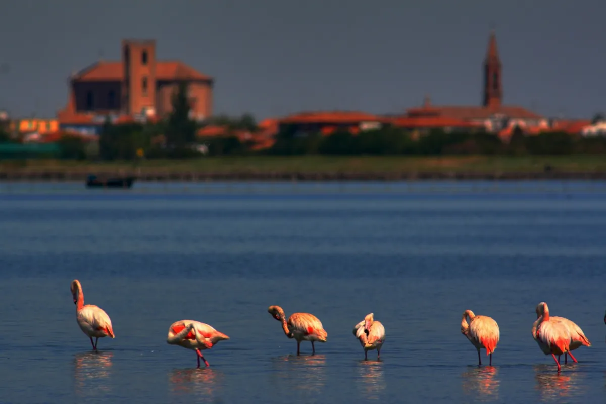 Delta landschaft mit Flamingos (© Archivio fotografico Po Delta Tourism e Comune di Comacchio)