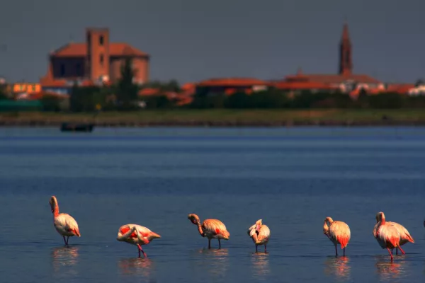 Bild: Comacchio und das Po-Delta feiern den Fisch