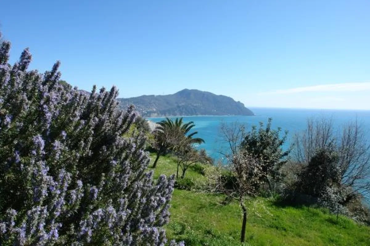 Frühlingserwachen an der Levante