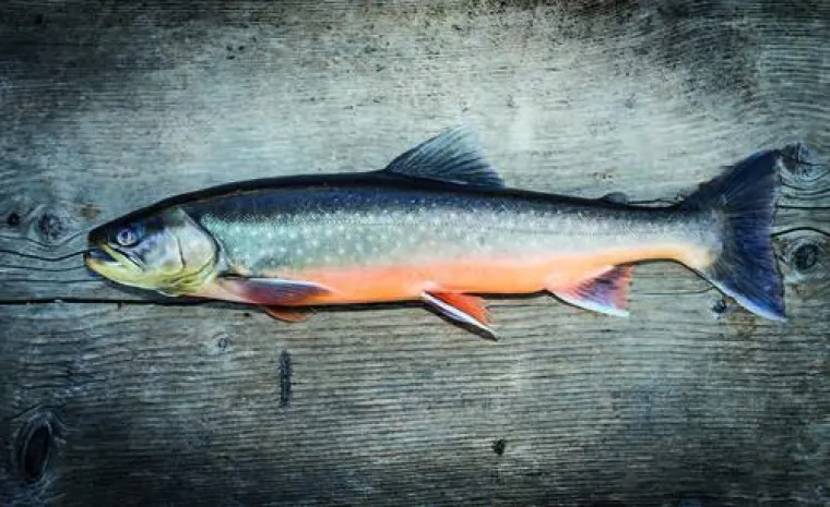 Bild: Wildkultur-Fische exklusiv in der Gourmetküche des 5-Sterne SPA-Hotel Jagdhof –