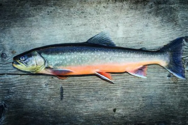 Wildkultur-Fische exklusiv in der Gourmetküche des 5-Sterne SPA-Hotel Jagdhof – Bild: Wildkultur-Fische exklusiv in der Gourmetküche des 5-Sterne SPA-Hotel Jagdhof –
