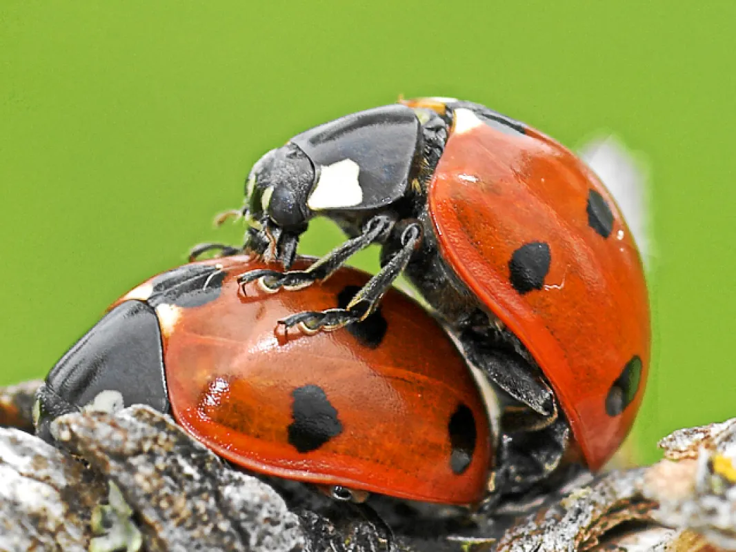 Coccinelle septempunctata - Marienkäfer bei der Paarung /B.Ernecker@piclease